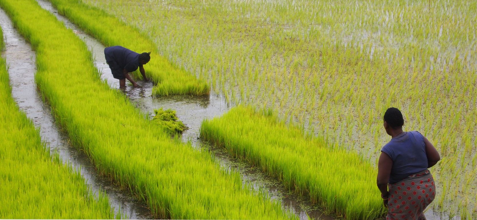 Adhoc growers and sustainability